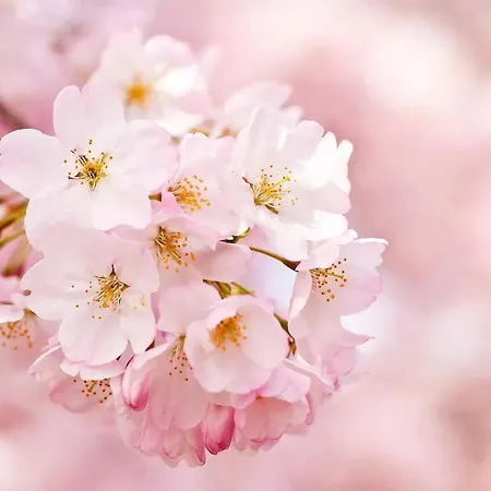 Stern Am Maigloeckchenberg Lejlighed Karlshagen