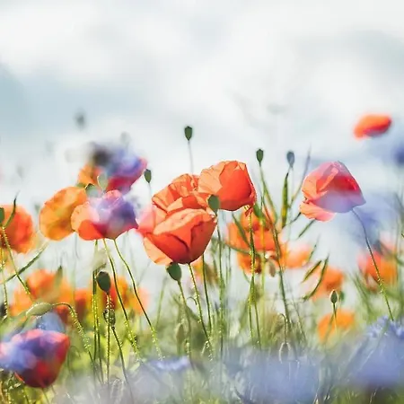 Stern Am Maigloeckchenberg * Karlshagen