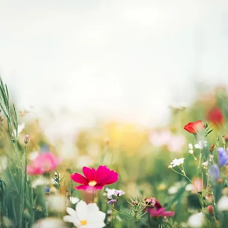 Lejlighed Stern Am Maigloeckchenberg