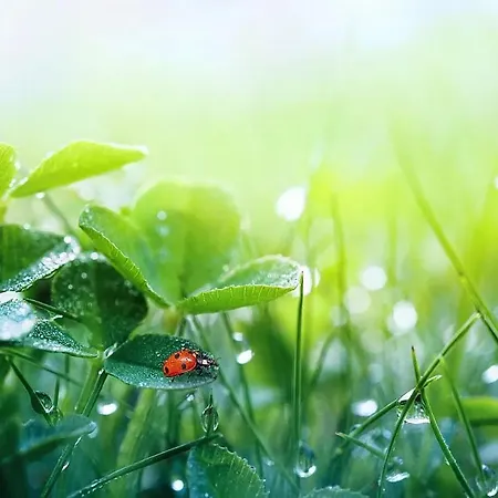 Stern Am Maigloeckchenberg *
