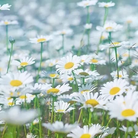 Stern Am Maigloeckchenberg Lejlighed *