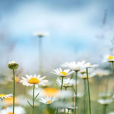 Stern Am Maigloeckchenberg *