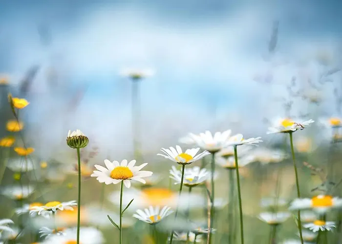 Stern Am Maigloeckchenberg *